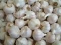 Garlic _2